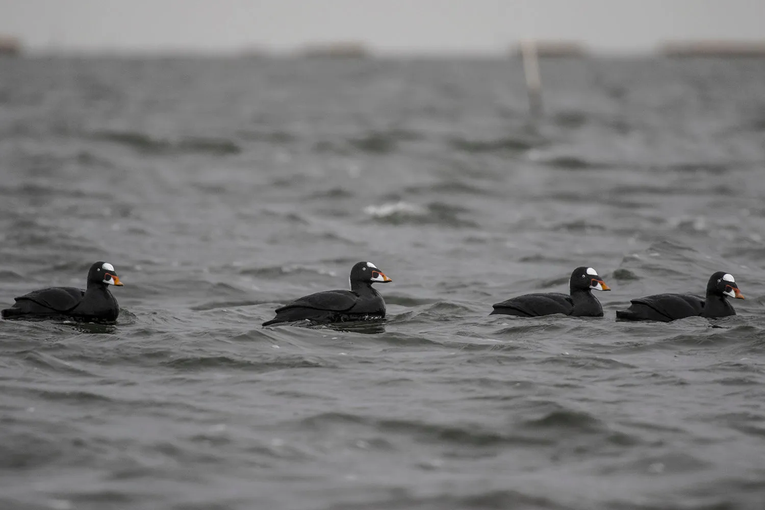 Migration Edition Surf Scoter